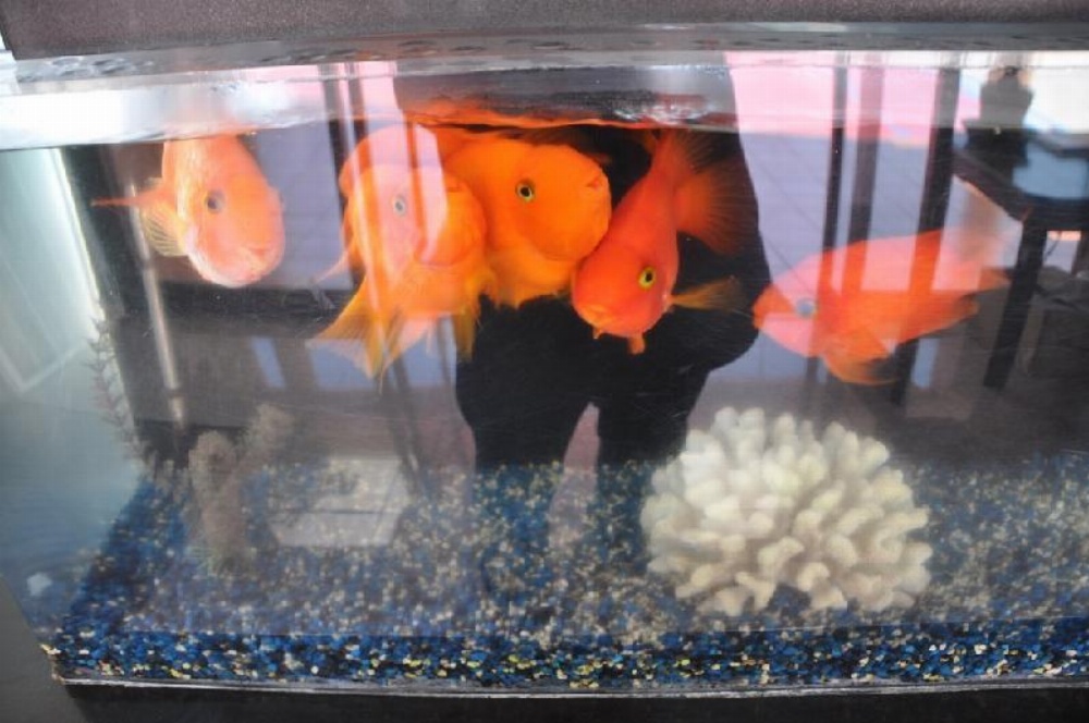 LAX Suites Main image