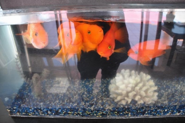 LAX Suites Main image